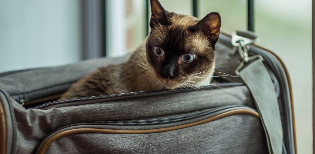 An excited Siamese cat pokes its head out of a cat carrier to look around alertly